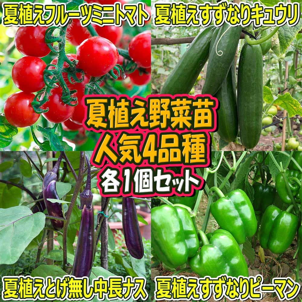 1194円 【送料0円】 1194円 激安正規品 夏植え 人気のトマト苗 きゅうり苗 なすび ピーマン苗セットセット品種