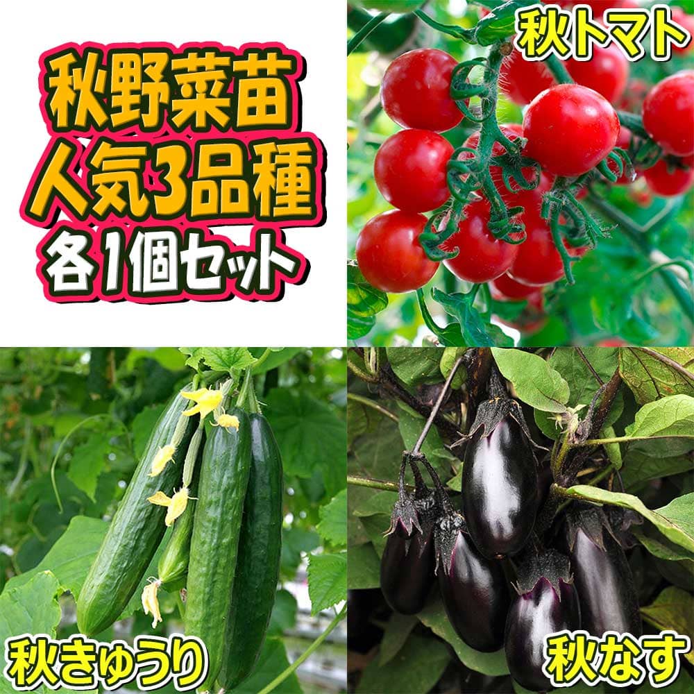 楽天市場 送料無料 セット27 人気の秋野菜3種セット 野菜苗 9cmポット自根苗 各1個 合計3個 セット品種 秋トマト 秋きゅうり 秋なすび 家庭菜園 ガーデニング ベランダ菜園 トマト苗 キュウリ苗 ナス苗 セット販売 セット商品 お買い得セット 植物販売の