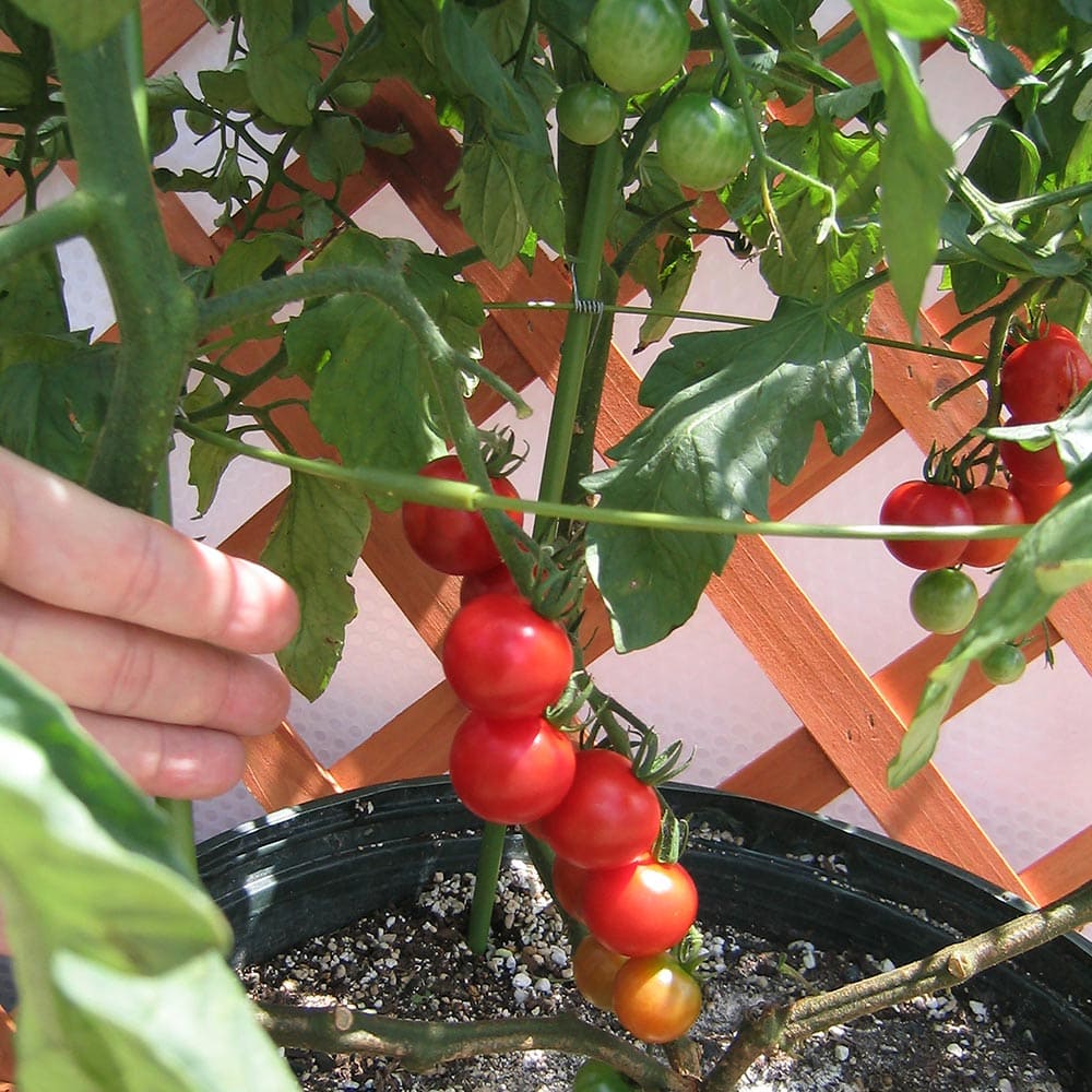 市場 送料無料 秋きゅうり 合計4個 人気の秋野菜4種セット 野菜苗 秋なすび 各1個 セット品種 秋トマト 秋ピーマン 9cmポット自根苗 セット28