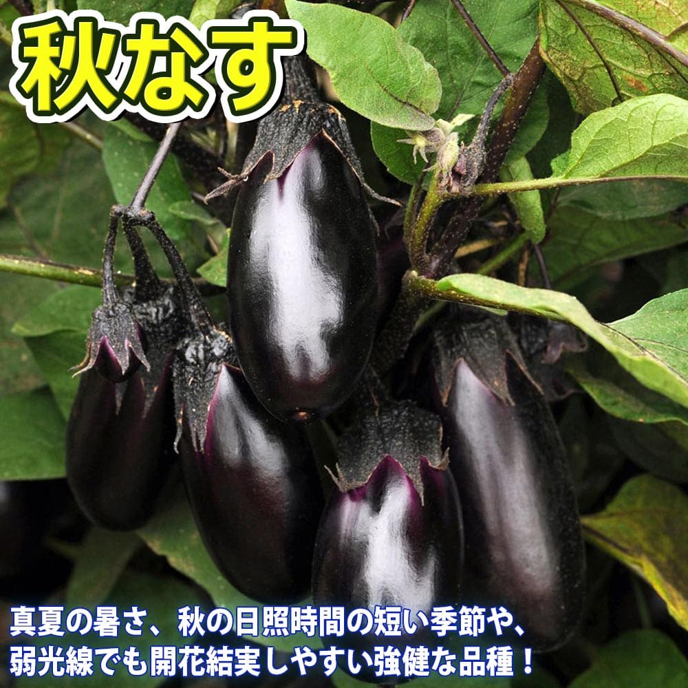 市場 送料無料 秋ピーマン 9cmポット自根苗 セット品種 秋トマト 秋きゅうり 合計4個 人気の秋野菜4種セット 野菜苗 秋なすび 各1個 セット28