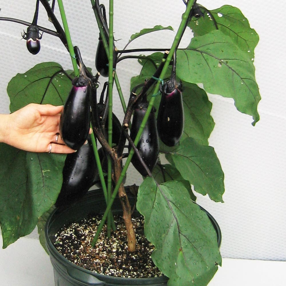 市場 送料無料 秋ピーマン 9cmポット自根苗 セット品種 秋トマト 秋きゅうり 合計4個 人気の秋野菜4種セット 野菜苗 秋なすび 各1個 セット28