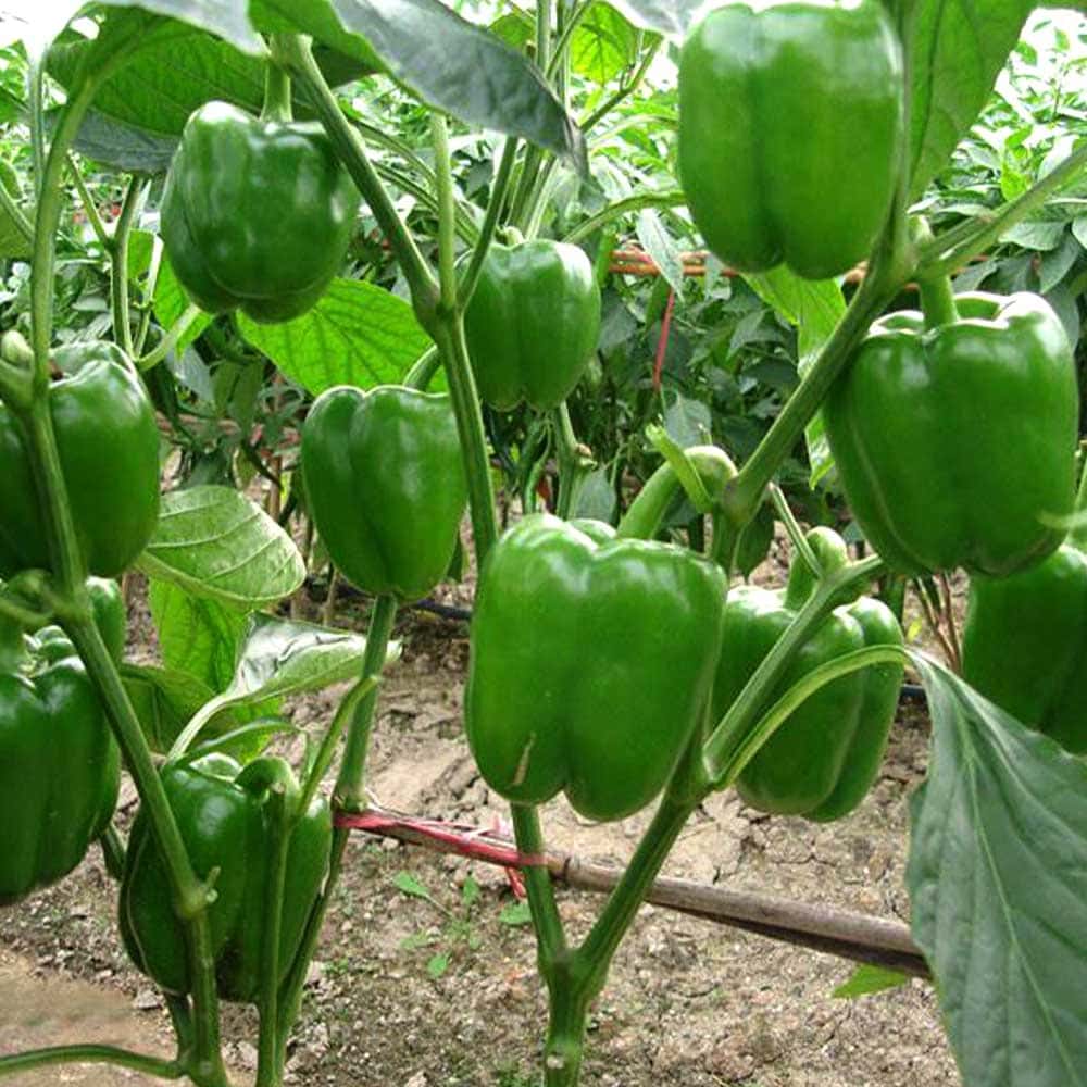 市場 送料無料 秋ピーマン 9cmポット自根苗 セット品種 秋トマト 秋きゅうり 合計4個 人気の秋野菜4種セット 野菜苗 秋なすび 各1個 セット28