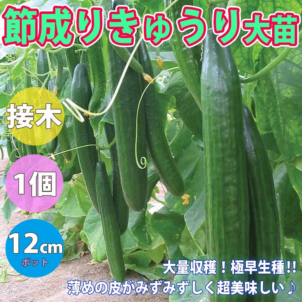 楽天市場 送料無料 節成きゅうり 野菜苗 12cmポット接木苗 1個 キュウリ苗 きゅうり苗 胡瓜 人気品種 露地栽培 ハウス栽培 Cucumbers ベランダ菜園 夏野菜 夏植え 接ぎ木苗 販売店 植物販売のｉｔａｎｓｅ楽天市場店