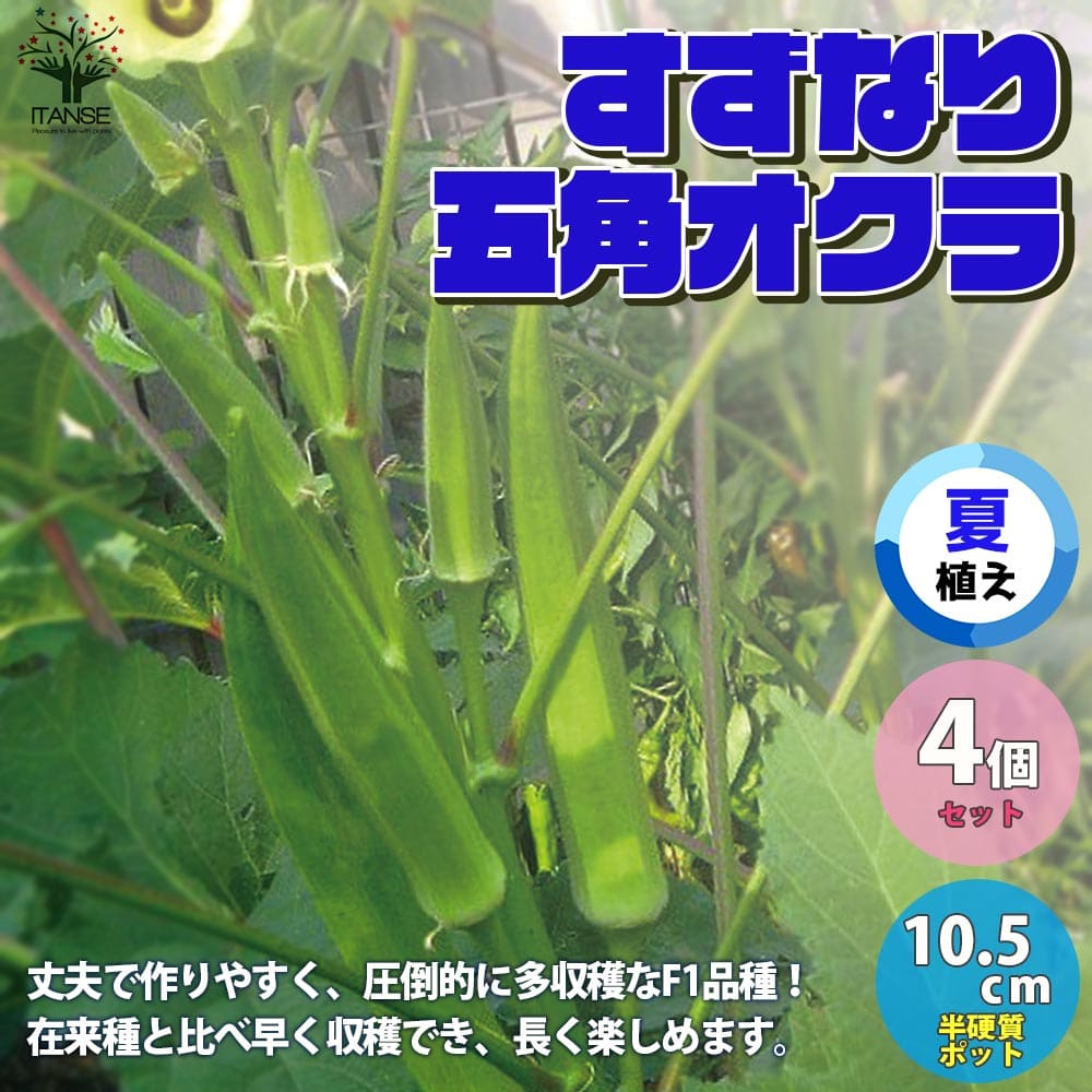 楽天市場 送料無料 夏植えすずなり5角オクラ 野菜苗 9cmポット実生苗 4個セット 耐暑性 強健品種 オクラ苗 おくら苗 家庭菜園 ガーデニング ベランダ 簡単栽培 露地栽培 ハウス栽培 鉢植え プランター 人気野菜 夏野菜 植物販売のｉｔａｎｓｅ楽天市場店