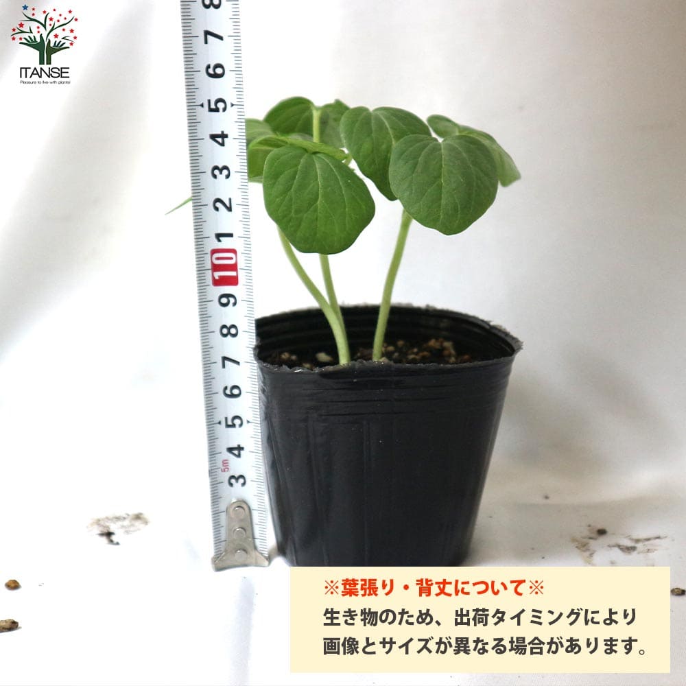 楽天市場 送料無料 即出荷 夏植えすずなり5角オクラ 野菜苗 9cmポット実生苗 4個セット 耐暑性 強健品種 オクラ苗 おくら苗 家庭菜園 ガーデニング ベランダ 簡単栽培 露地栽培 ハウス栽培 鉢植え プランター 人気野菜 夏野菜 植物販売のｉｔａｎｓｅ楽天市場店