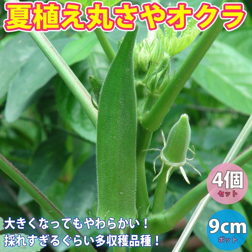 楽天市場 送料無料 オクラ苗 夏植え丸さやオクラ 野菜苗 9cmポット実生苗 4個セット 耐暑性 強健品種 オクラ苗 おくら苗 家庭菜園 ガーデニング ベランダ 簡単栽培 露地栽培 ハウス栽培 鉢植え プランター 人気野菜 夏野菜 植物販売のｉｔａｎｓｅ楽天市場店