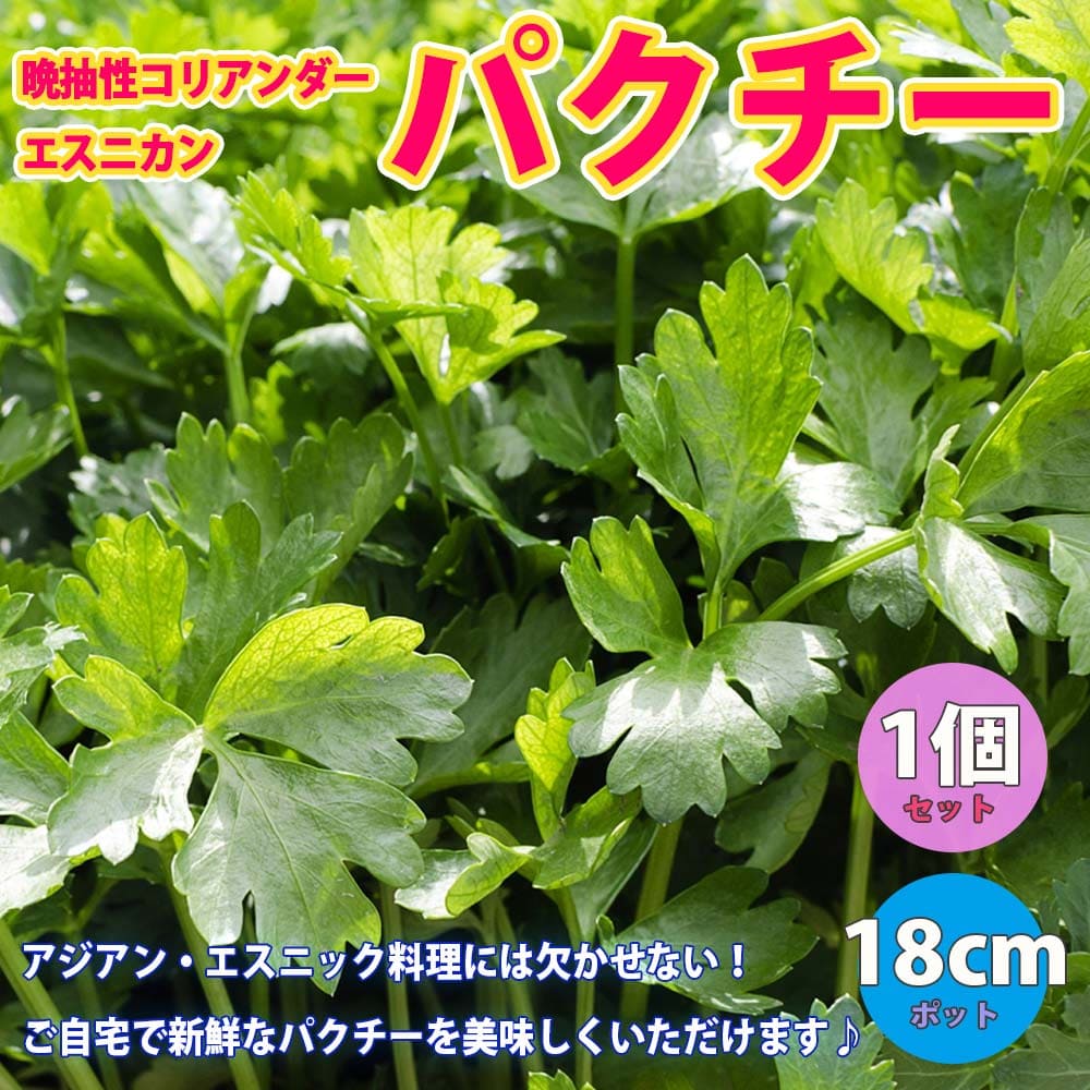 楽天市場 送料無料 パクチー苗 品種 晩抽性コリアンダー エスニカン 野菜苗18cmポット 大苗 1個 スティック肥料2本 ぱくちー苗 こりあんだー苗 ハーブ ハーブ苗 香菜 シャンツァイ シャンサイ 香味野菜 ベランダ 植物販売のｉｔａｎｓｅ楽天市場店