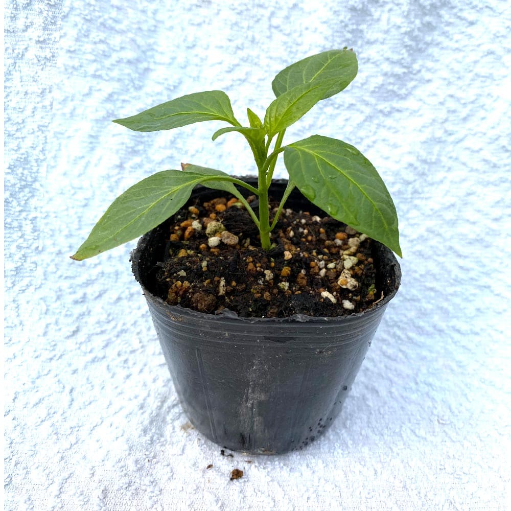 送料無料 即出荷 Ufoピーマン2号 自根苗9cmポット お買い得8個セット 野菜苗 ピーマン苗 ぴーまん苗 ポット苗 自家栽培 新鮮 ベランダ菜園 Green Pepper 送料無料 Schwimmbad Delphine De