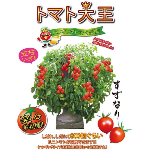 楽天市場 送料無料 即出荷 トマト大王 支柱いらずで楽々多収穫 Newタイプミニトマト 9cmポット自根苗 2個セット ハンギングトマト 野菜苗 ミニトマト苗 みにとまと苗 ベランダ 露地栽培 Tomato 植物販売のｉｔａｎｓｅ楽天市場店