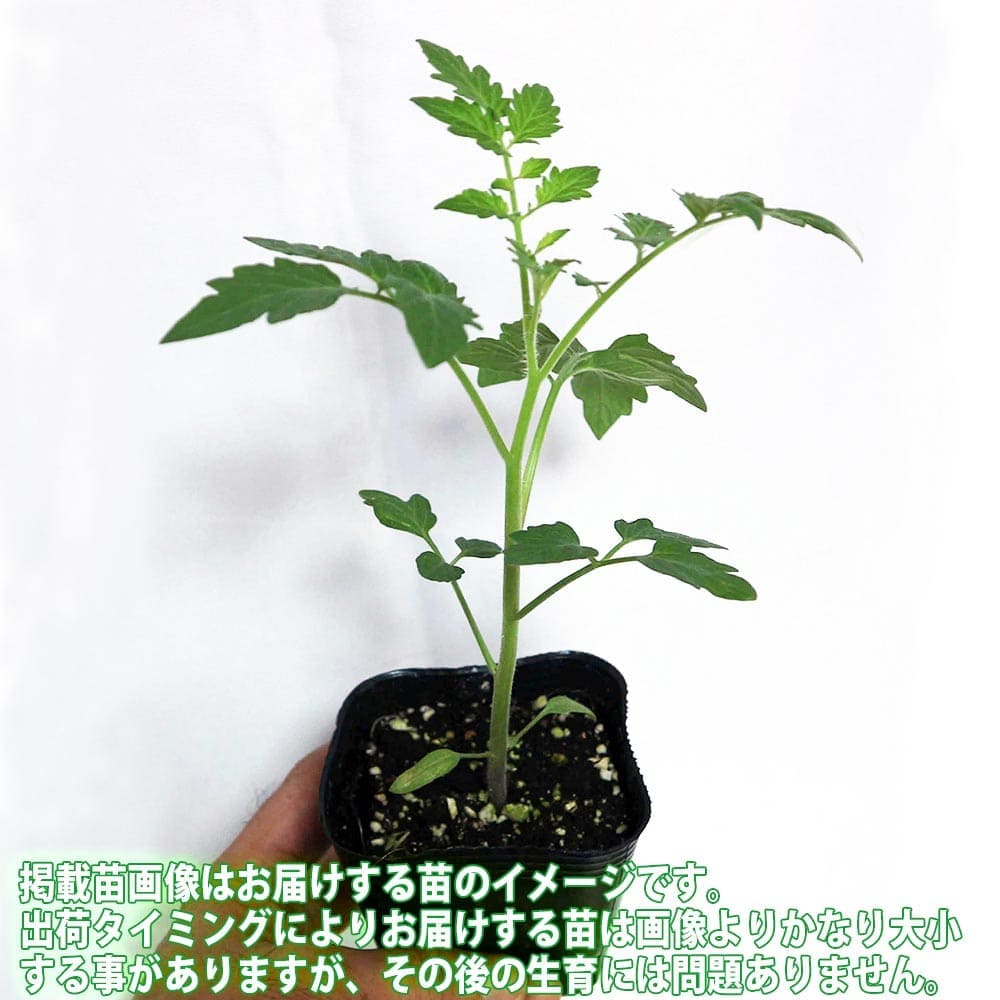 送料無料 サマー赤茄子 蔬菜苗 9cmポット自稟賦苗 お買い得8個後景 夏植え 耐暑為来たり 頑強品種 トマト苗 とまと苗 ミニトマト苗 プチトマト苗 ファミリー菜園 ガーデニング 縁側 たわいない栽培 露地栽培 メゾン売る 鉢植え プランター Tomato 販売販売店 Silk Music Com