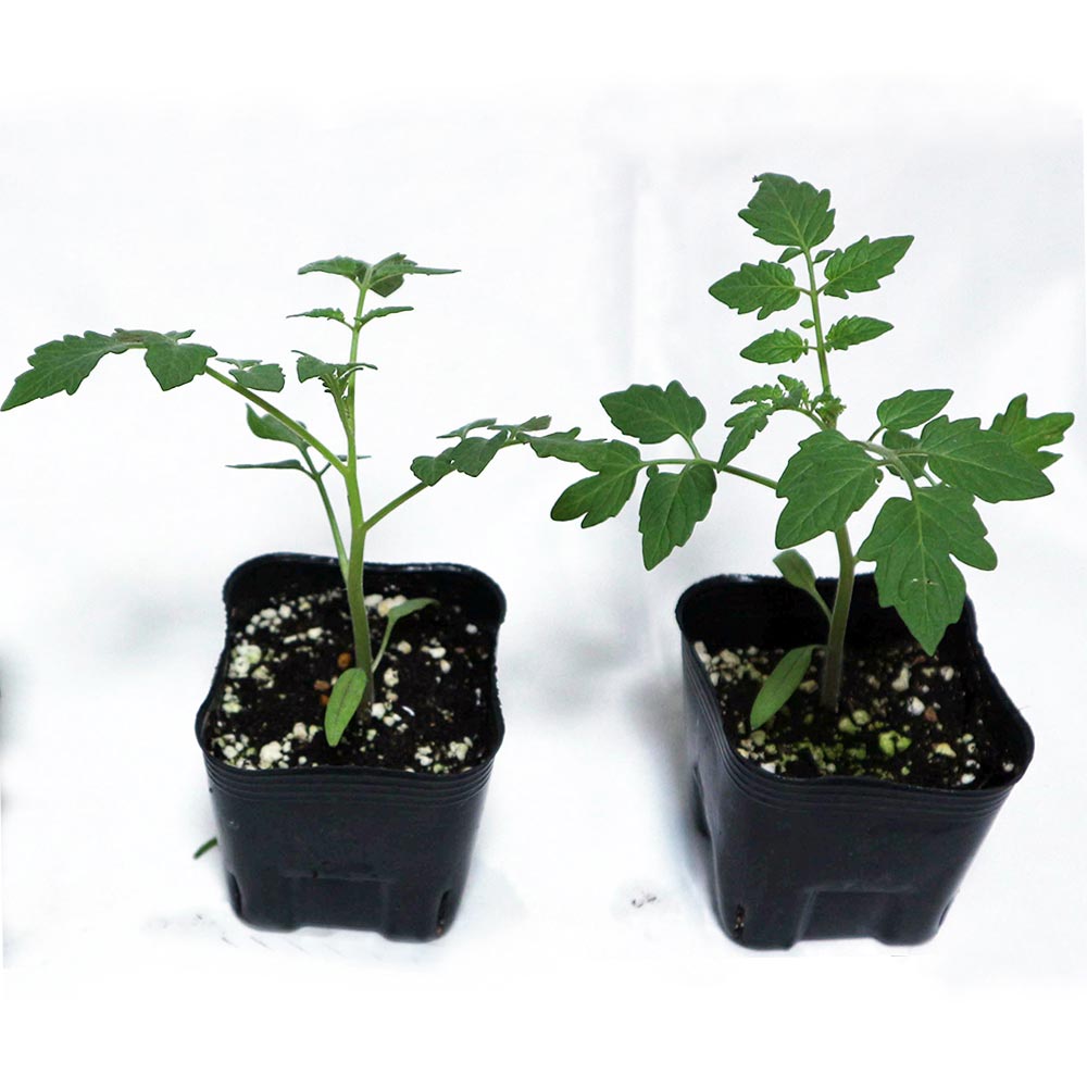 送料無料 登時荷送り フルーツミニトマトの苗 9cmポット自根本苗 お買い得16個書割り 蔬菜苗 ミニトマト苗 プチトマト苗 みにとまと苗 トマト苗 ヴェランダ ポット苗 Tomato Geo2 Co Uk