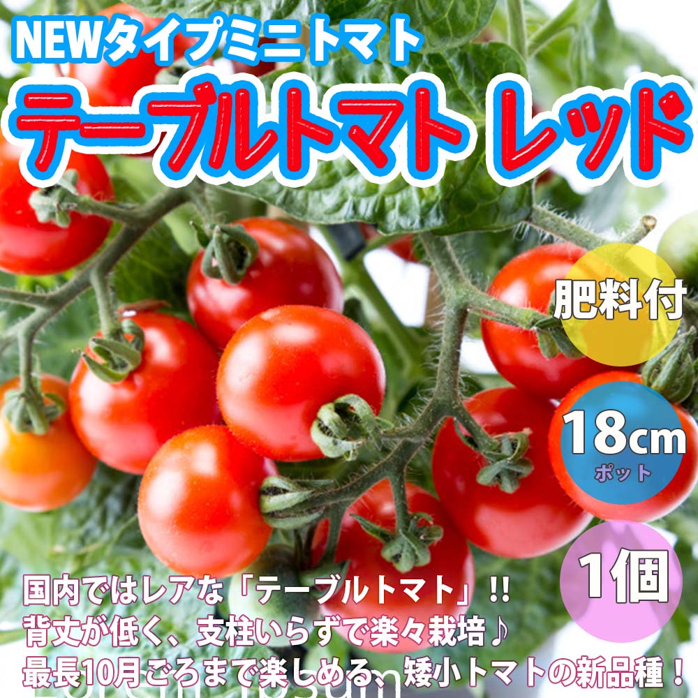 楽天市場 送料無料 即出荷 テーブルトマト レッド ミニトマト大苗 18cm硬質ポット自根苗 赤実1個 スティック肥料2本 多収穫 人気 野菜苗 みに とまと苗 プチトマト苗 ベランダ Mini Tomato 送料無料 植物販売のｉｔａｎｓｅ楽天市場店