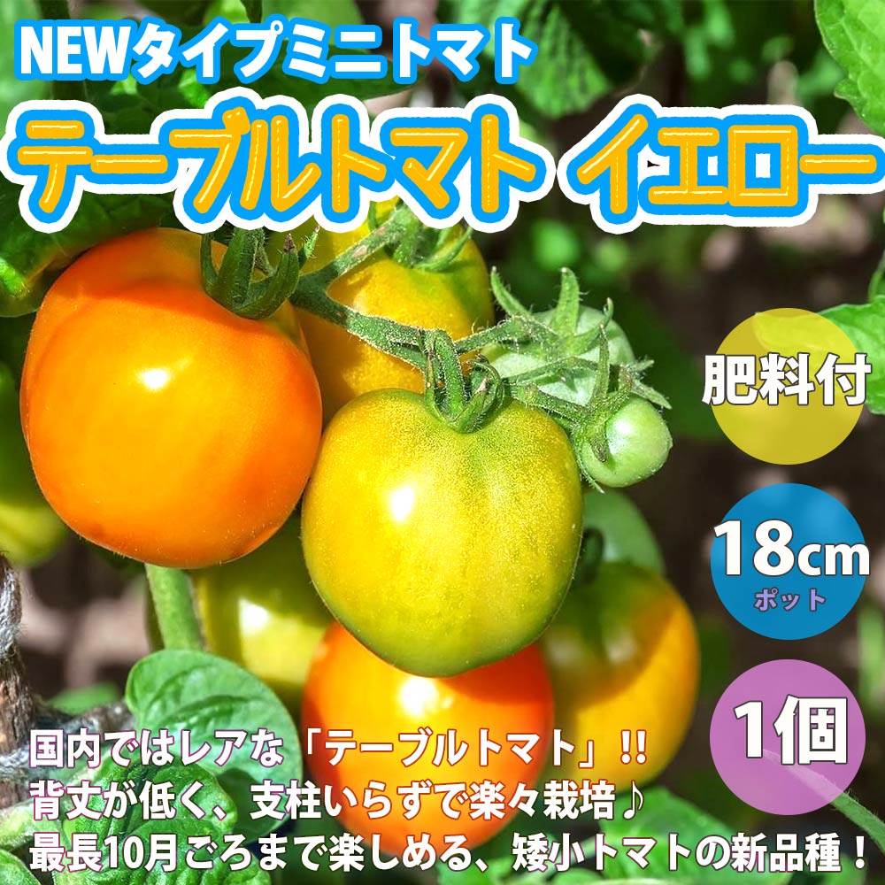 テーブルトマト イエロー ミニトマト大苗多収穫 人気 野菜苗 みにとまと苗 プチトマト苗 ベランダ Mini Tomato 全品送料無料