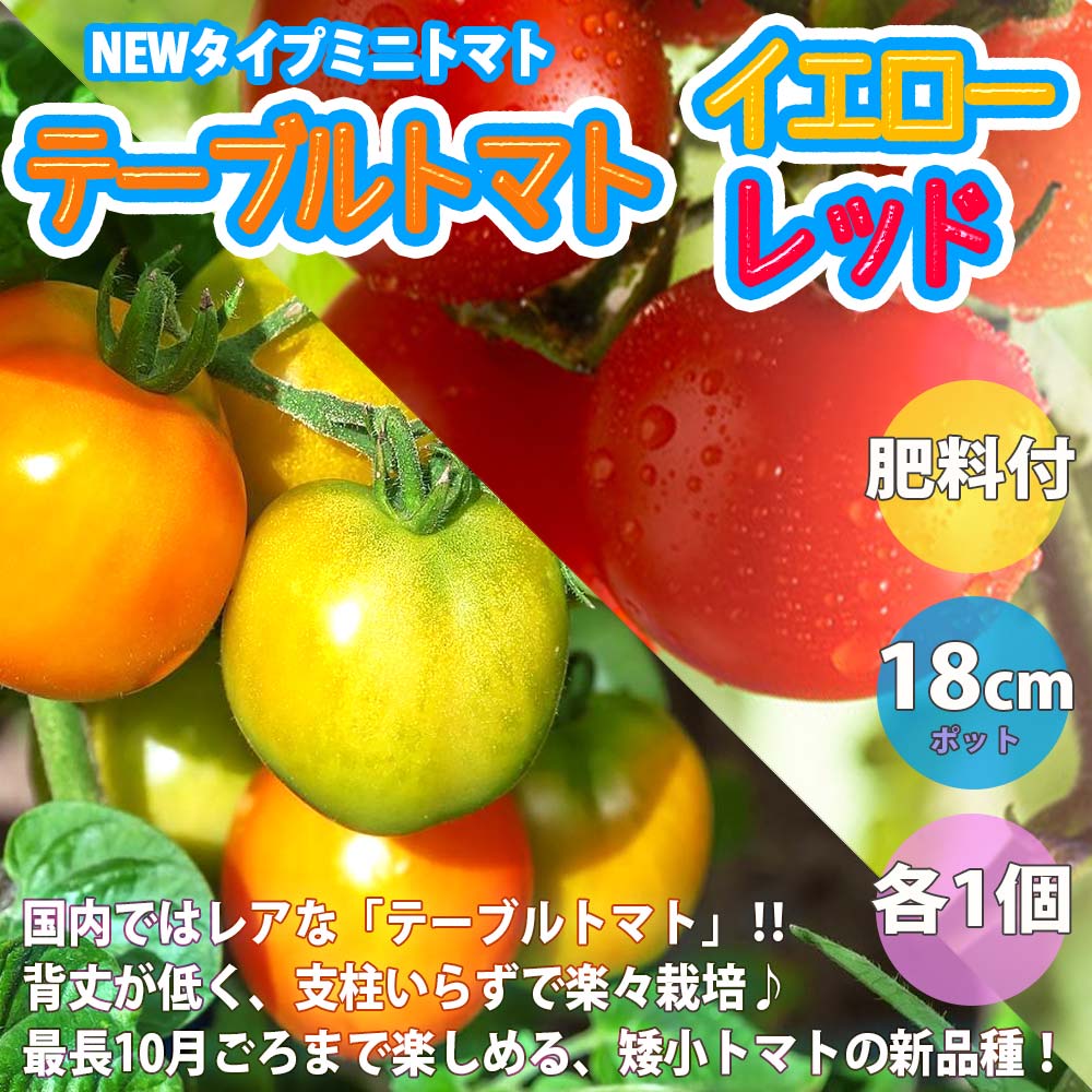 貨物輸送無料 即刻差しだし 几赤ナス 朱 黄色であること ミニトマト大苗 18cm硬いポット自根苗 赤正直 黄色実 てんでに1個 棒切れ堆肥4巻帙 数多産出高 草片苗 みにとまと苗 縁側 Mini Tomato Asavrubi Org