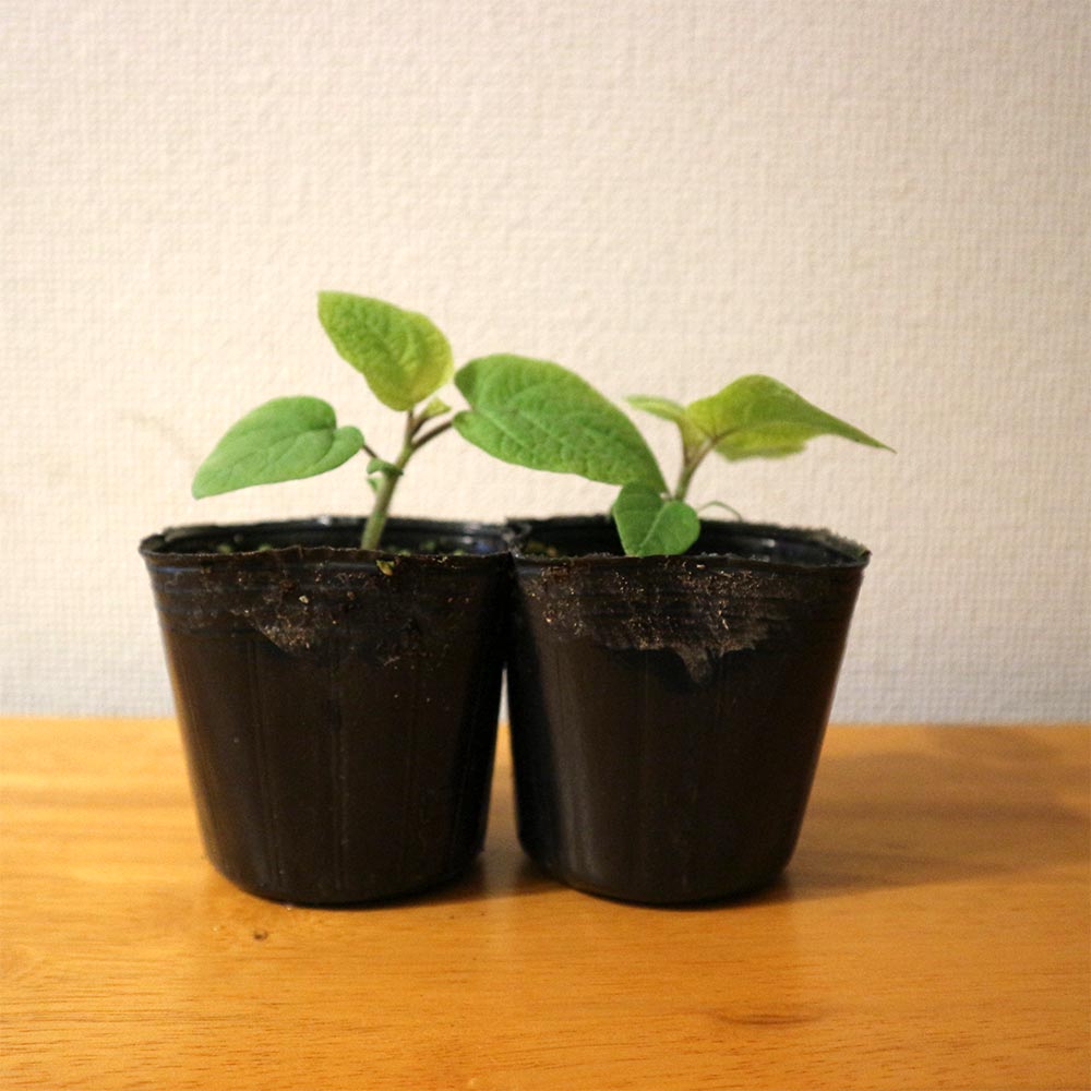 送料無料 即出荷 ほおずきトマト ゴールデンベリー 野菜苗 9cmポット自根苗 お買い得8個セット 野菜苗 トマト苗 とまと苗 鬼灯 ベランダ 露地栽培 Tomato 春野菜 夏野菜 春植え 夏植え 人気 品種 Napierprison Com