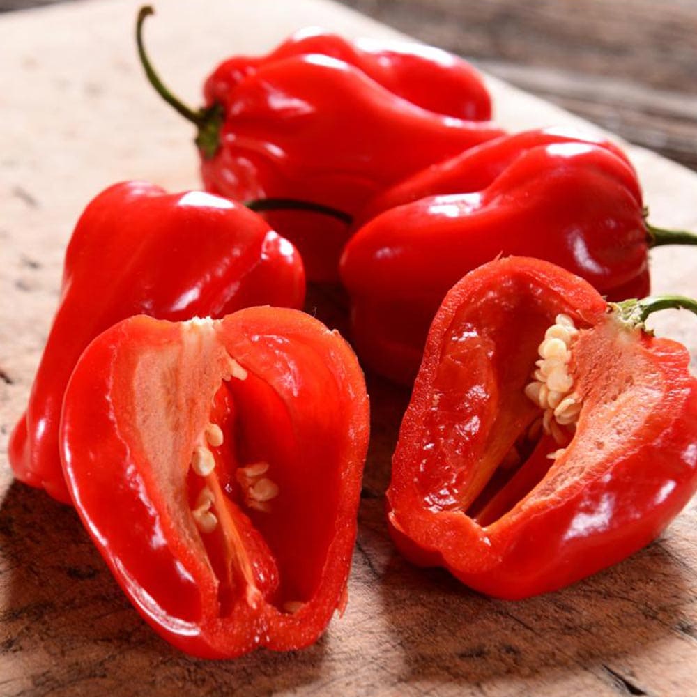 貨物輸送無料 唯今荷送 ハバネロ 朱 激辛とうがらし苗 9cmポット自根苗 お引き合い8個しつらえる 野菜苗 トウガラシ苗 唐辛子苗 唐がらし Red Pepper 廻廊 スコヴィル 苦い Daemlu Cl