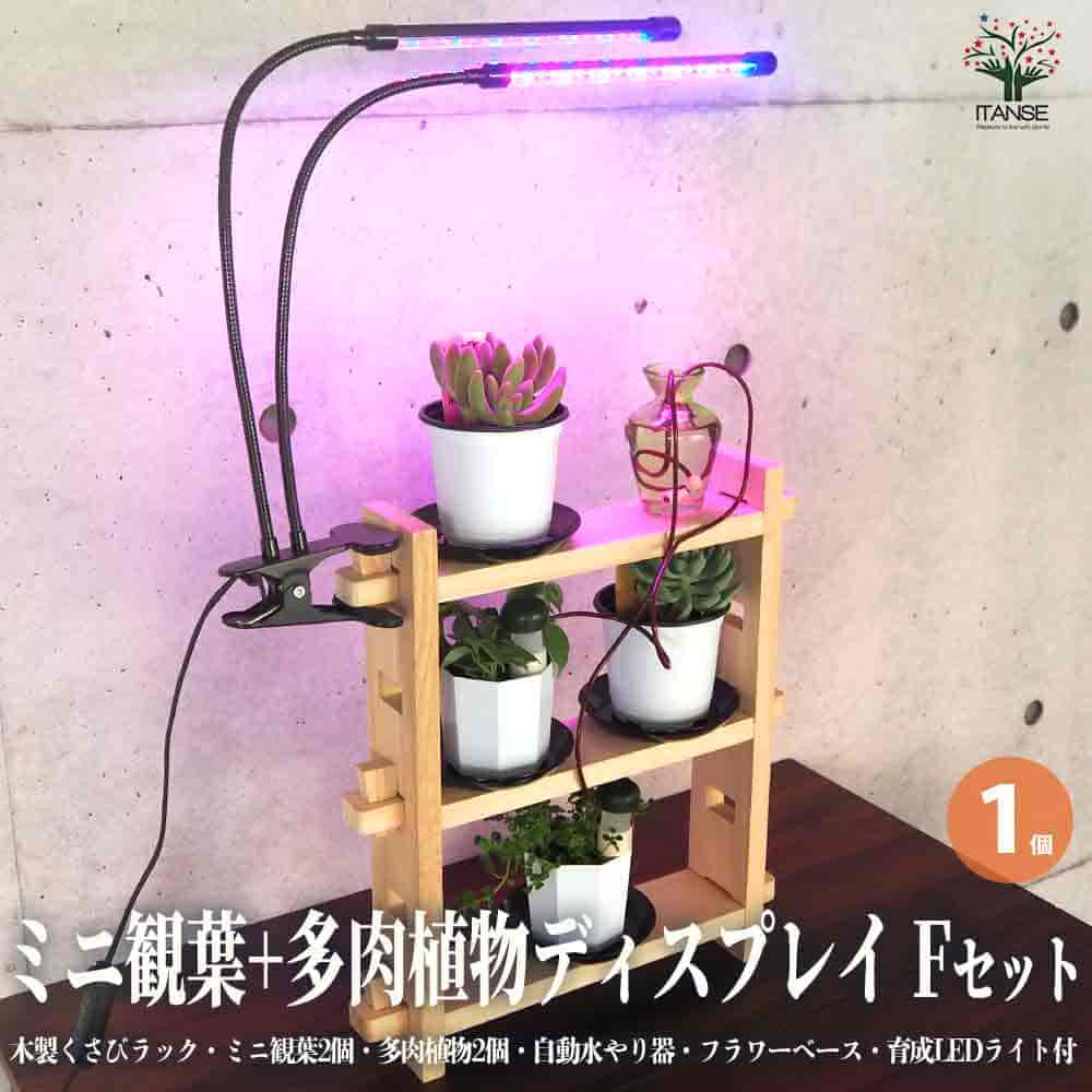 【マラソン期間P5倍】ミニ観葉+多肉植物ディスプレイ&生育棚 自動水やり器付き 木製くさびラックFセット ( ミニ観葉2個、多肉植物2個付き 育成ライト付き ) 資材 1個売り ディスプレイ 棚 観葉 ラック 送料無料 即納|植物販売のITANSE店