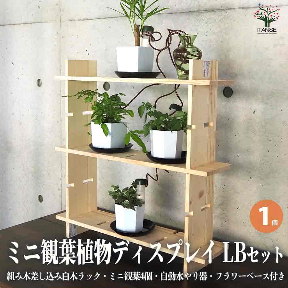 【送料無料】ミニ観葉植物ディスプレイ&生育棚 工具ほぼいらず!組み木差し込み白木ラック LBセット 資材 1個売り ディスプレイ 棚 観葉 ラック 送料無料 即納