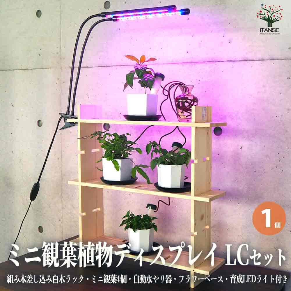 【送料無料】ミニ観葉植物ディスプレイ&生育棚 工具ほぼいらず!組み木差し込み白木ラック LCセット 資材 1個売り ディスプレイ 棚 観葉 ラック 送料無料 即納