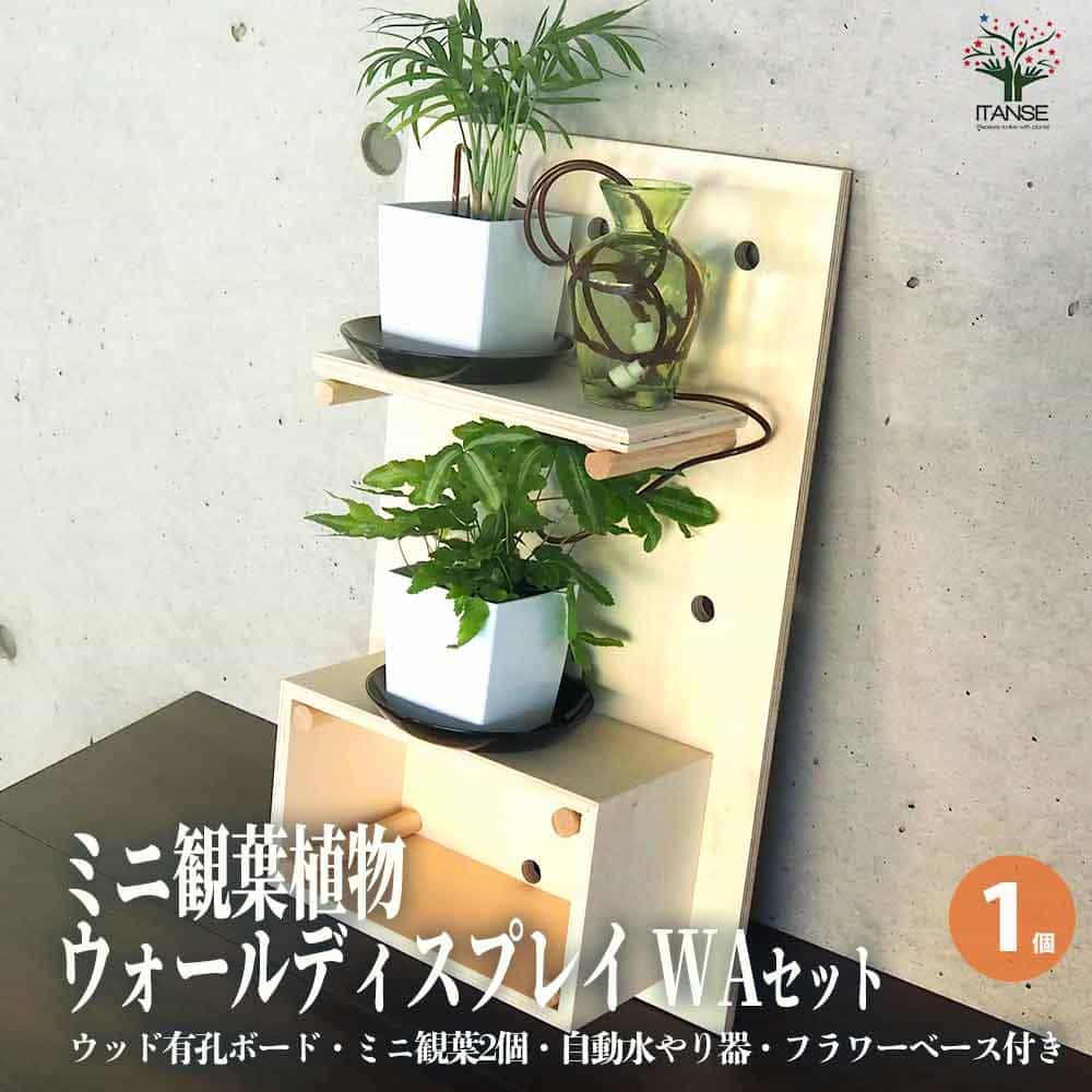 【送料無料】ミニ観葉植物壁面ディスプレイ&ボックス 工具ほぼいらずWAセット 資材 1個売り ディスプレイ 棚 観葉 ラック 送料無料 即納