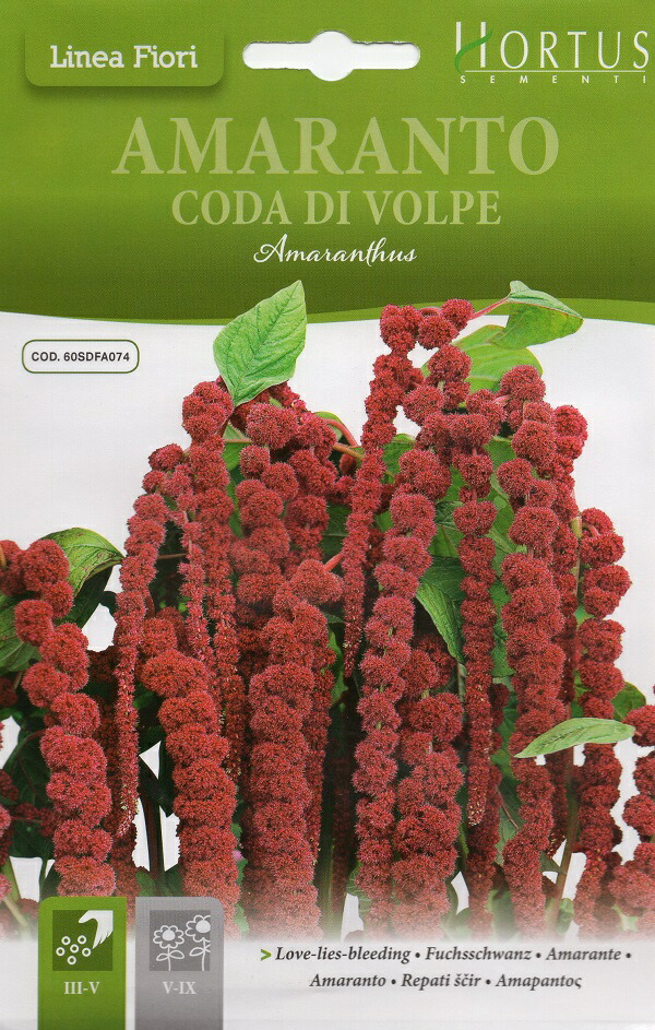 楽天市場 輸入種子 Fiore Vivo Amarabto Coda Di Volpeアマランサス ヒモゲイトウ Hortus ホルタス社 Ivy