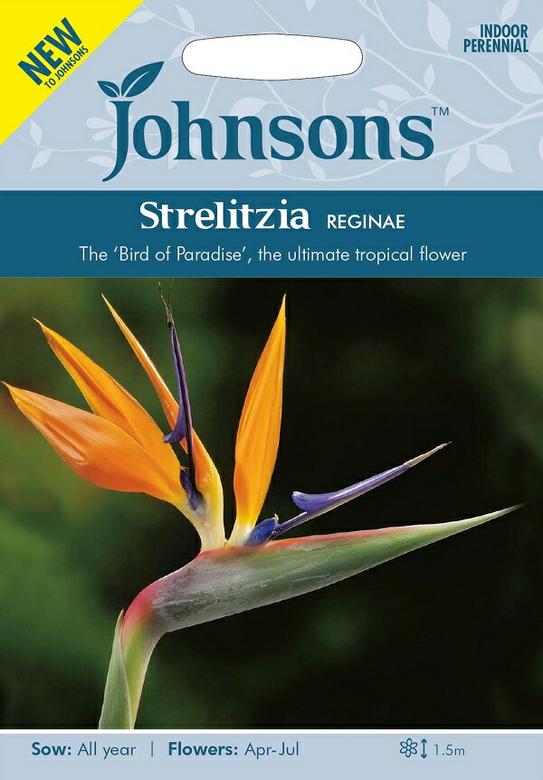 楽天市場 輸入種子 Johnsons Seeds Strelitzia Reginae ストレリチア レギナエジョンソンズシード Ivy 楽天市場 輸入種子 Johnsons Seeds Strelitzia Reginae ストレリチア レギナエジョンソンズシード Ivy