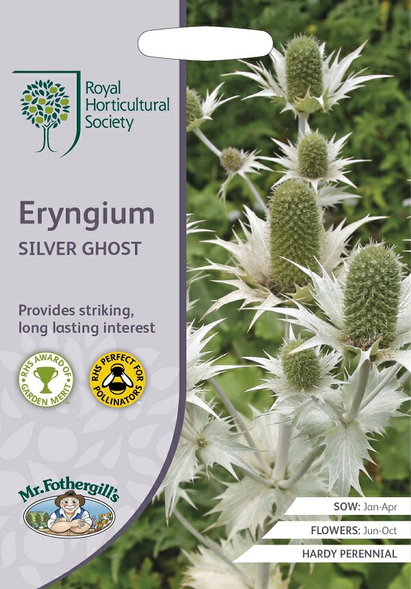 楽天市場】【種子】Mr.Fothergill's Seeds Eryngium planum エリンジューム プラナム ミスター・フォザーギルズシード  : Ivy