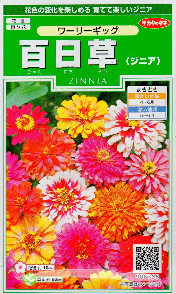 楽天市場 種子 百日草 ジニア ワーリーギッグサカタのタネ Ivy