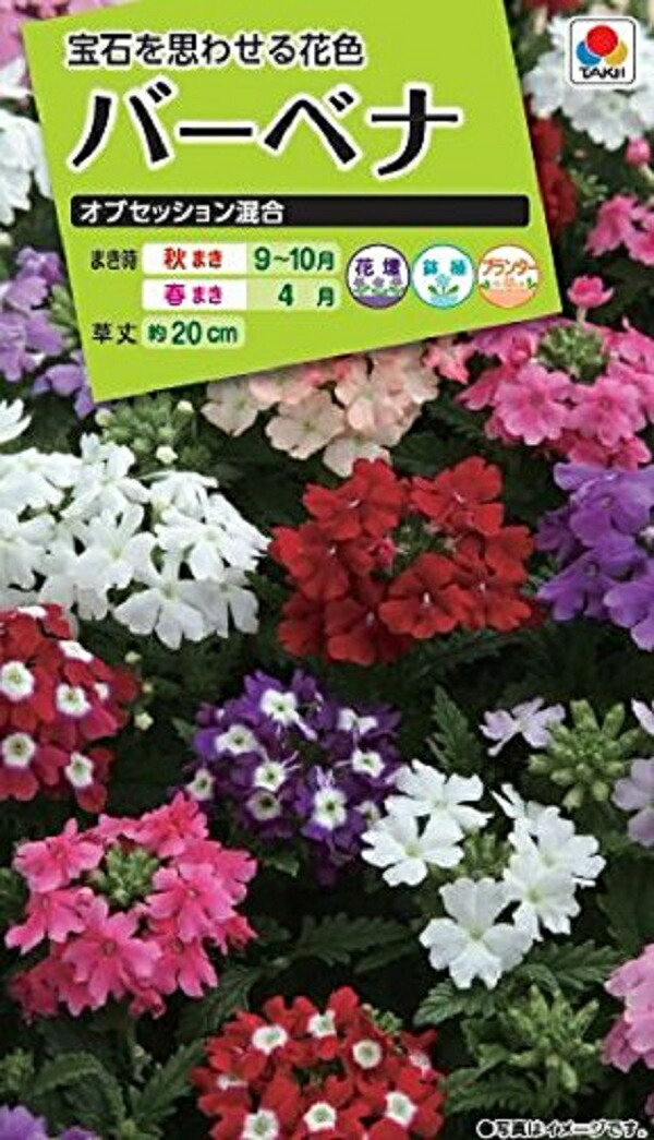 楽天市場 種子 バーベナ オブセッション混合 タキイ種苗のタネ Ivy