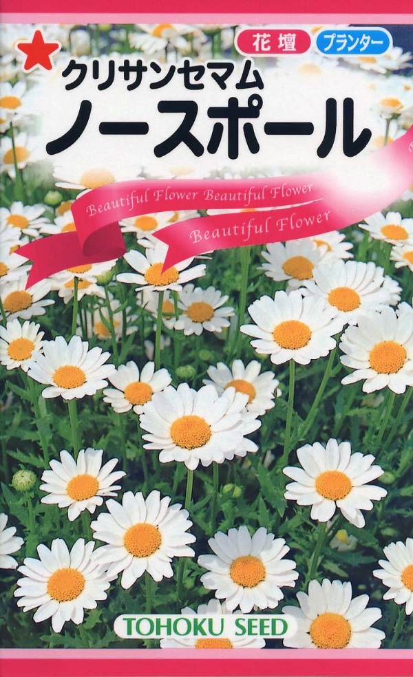 26円 97 以上節約 シャスターデージー 種 アラスカデージー 1袋 600mg シャスターデージー