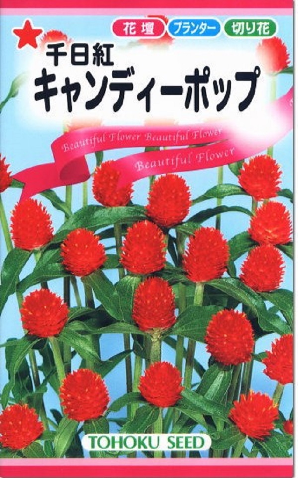 楽天市場 種子 千日紅 キャンディーポップトーホクのタネ Ivy
