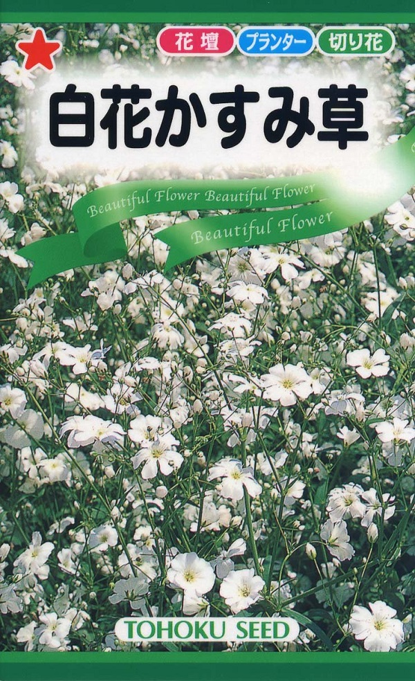 楽天市場 種子 白花かすみ草 トーホクのタネ Ivy