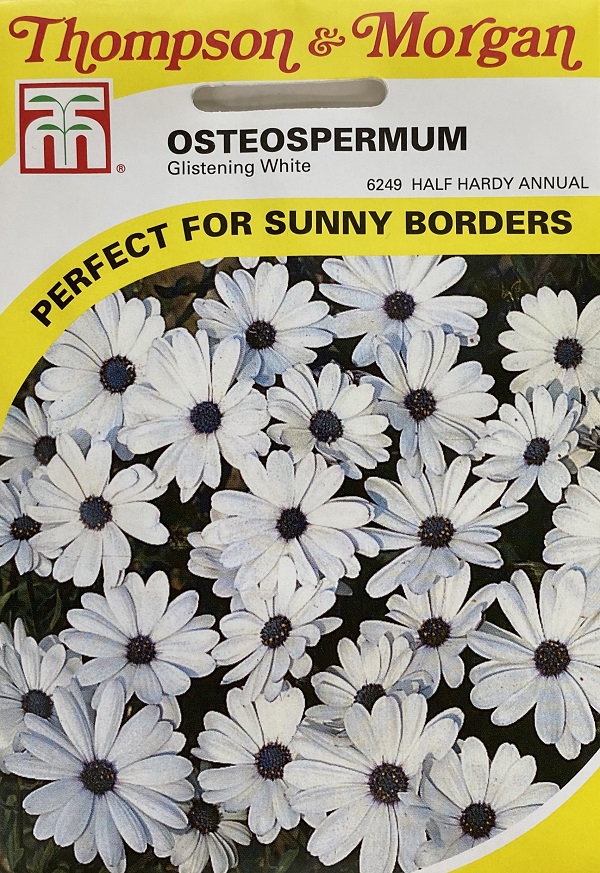 楽天市場 輸入種子 Thompson Morgan Osteospermum Glistening White オステオスペルマム グリスニング ホワイト トンプソン モーガン Ivy