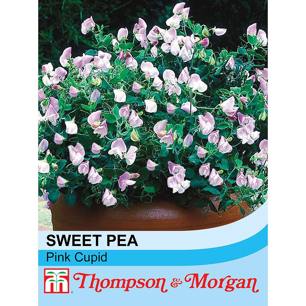 楽天市場 輸入種子 Thompson Morgan Sweet Pea Pink Cupid スイートピー ピンク キューピッド トンプソン モーガン Ivy