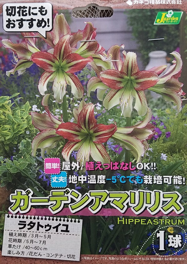 楽天市場 花球根 ガーデンアマリリス 耐寒性ヒッペアストラム ラタトゥイユ 1球入カネコ種苗の球根 Ivy