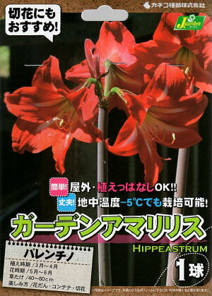 楽天市場 花球根 ガーデンアマリリス 耐寒性ヒッペアストラム バレンチノ 1球入カネコ種苗の球根 Ivy