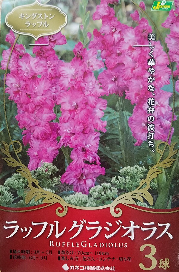 市場 タキイ種苗 球根 早咲きグラジオラス