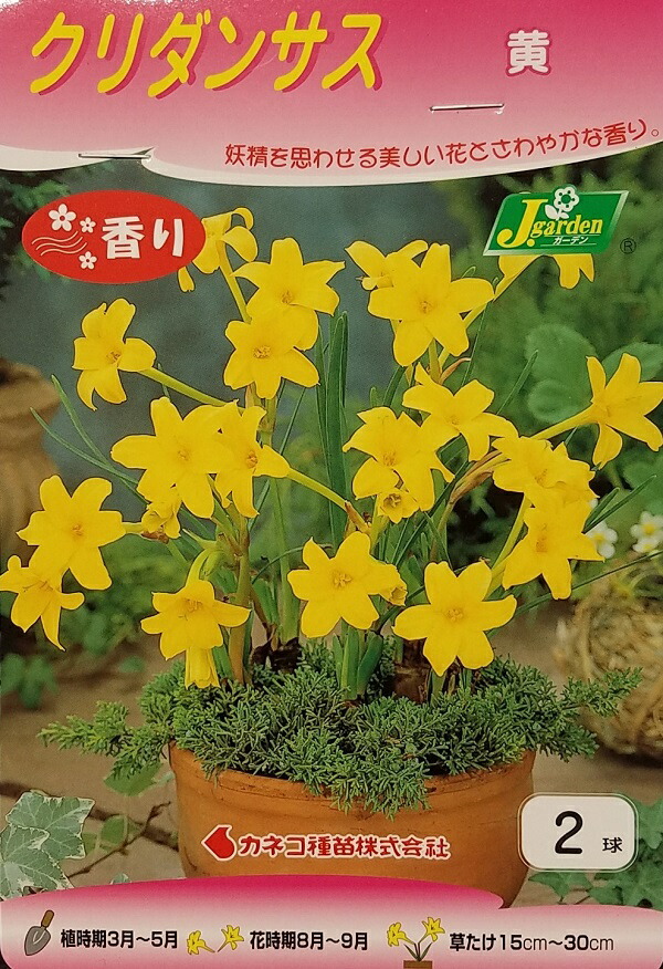 楽天市場】【花球根】ヘメロカリス ステラデオロ 1球入 カネコ 楽天市場】【花球根】ヘメロカリス ステラデオロ 1球入 カネコ