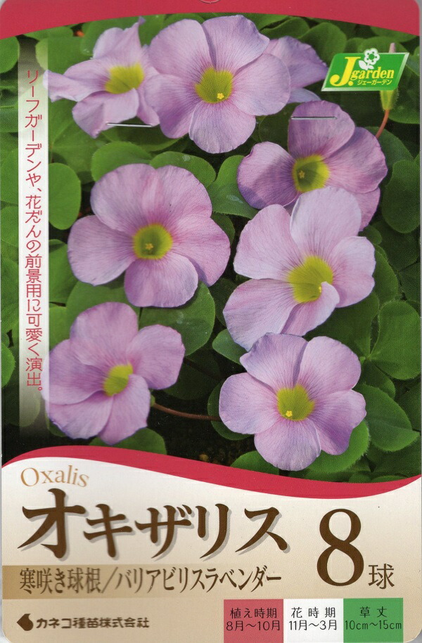 楽天市場 花球根 オキザリス バリアビリス ラベンダー 8球入カネコ種苗 Ivy
