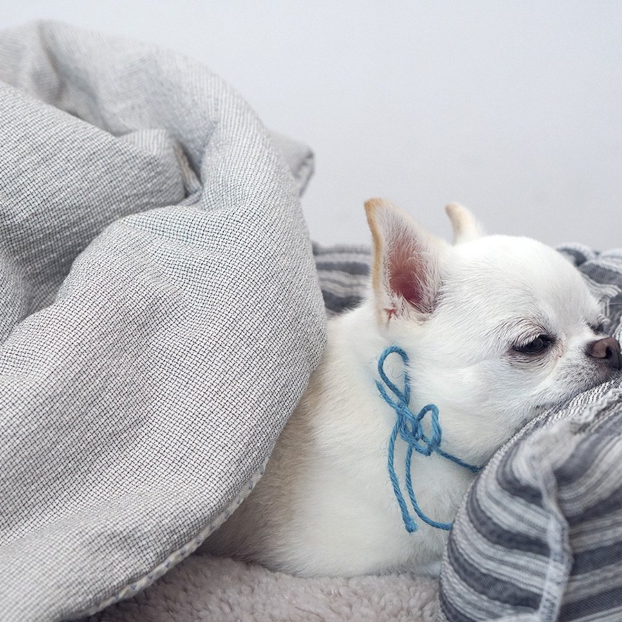 送料無料 Louis Dog ルイスドッグ ルイドッグ Snug Blanket Petit ベッド マット 小型犬 イタリア製 シンプル 軽量 シア サッカー ブランケット 犬服 ブランド Napierprison Com