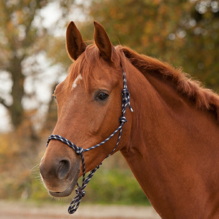 ☆送料無料☆ 当日発送可能 新品 馬柄 ボア付き無口 ホルター 馬 乗馬