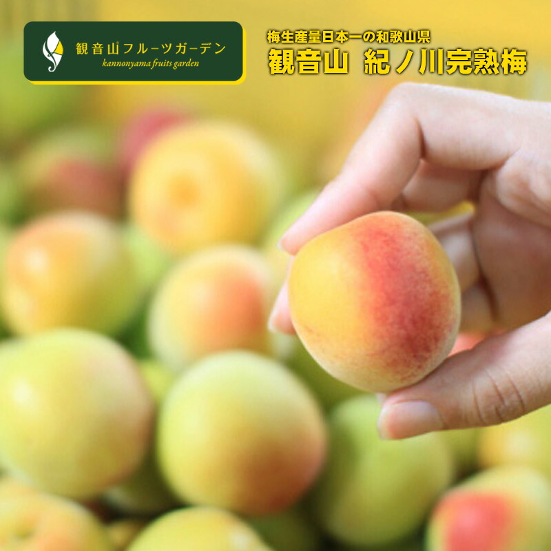 紀州梅 完熟オレンジ梅 B級 5kg 和歌山県産 観音山フルーツガーデン 送料無料