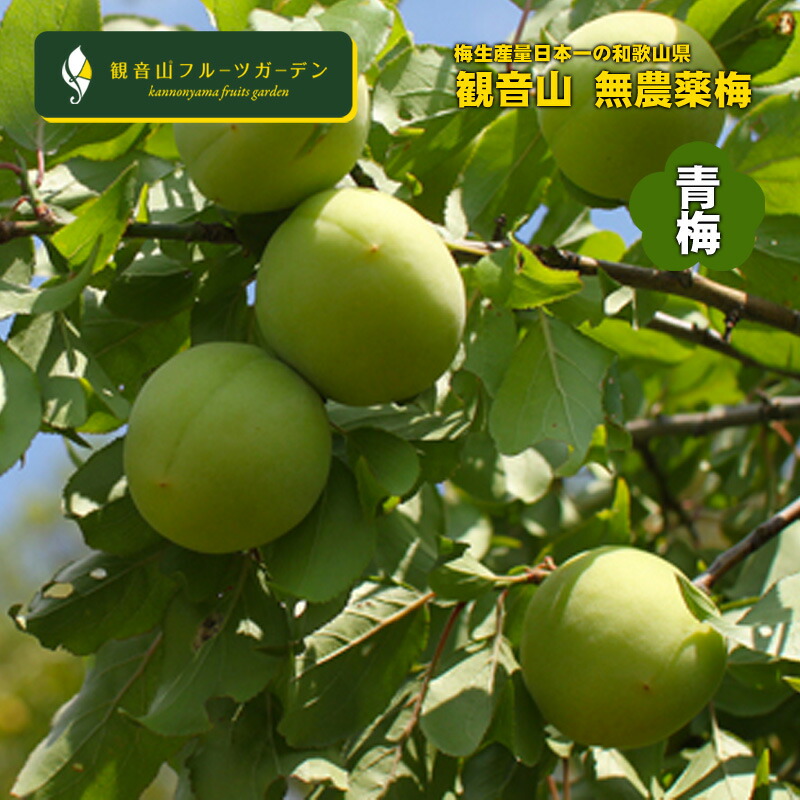 無農薬の梅 10kg 青梅  和歌山県産 観音山フルーツガーデン 送料無料