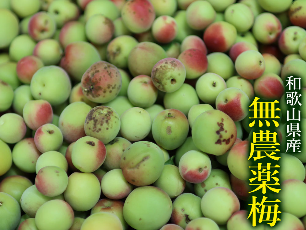 楽天市場】南高梅 青梅 3kg 和歌山県みなべ町 かきぶち農園 観音山