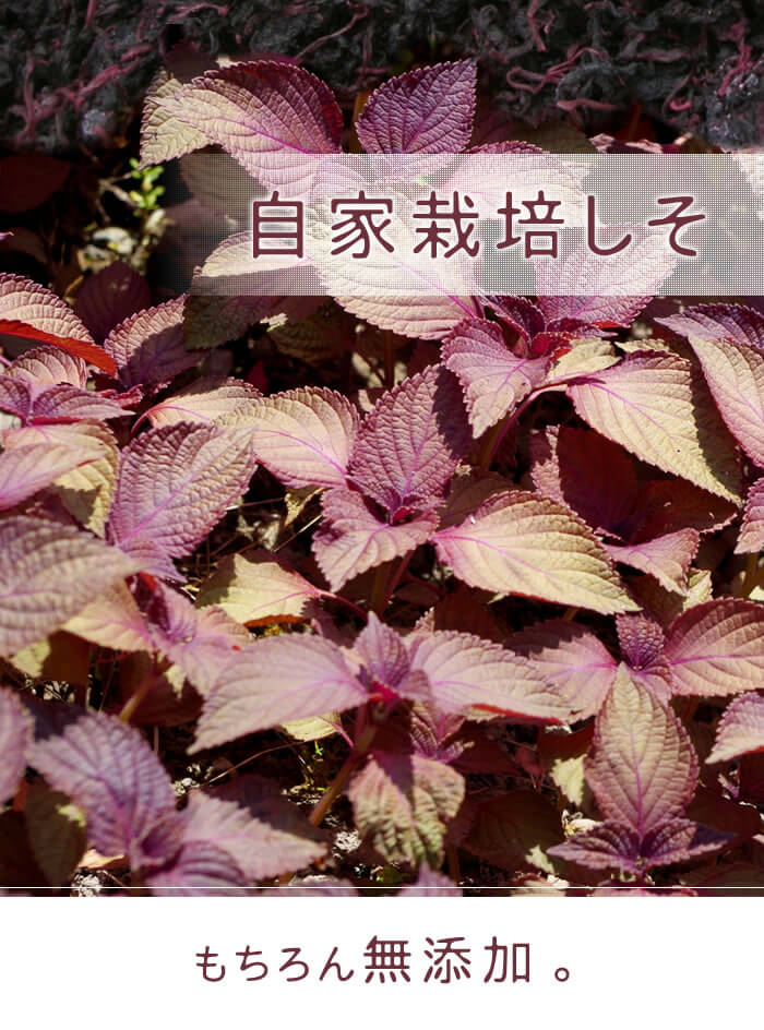 昔ながらの梅干し和歌山紀州産みなべの小梅しそ梅