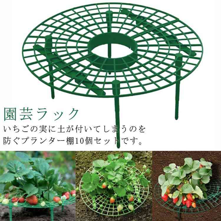 いちご いちごの生産日本一🍓 AKIRAぱいせん。真岡市遠征✨✨✨ 今年も