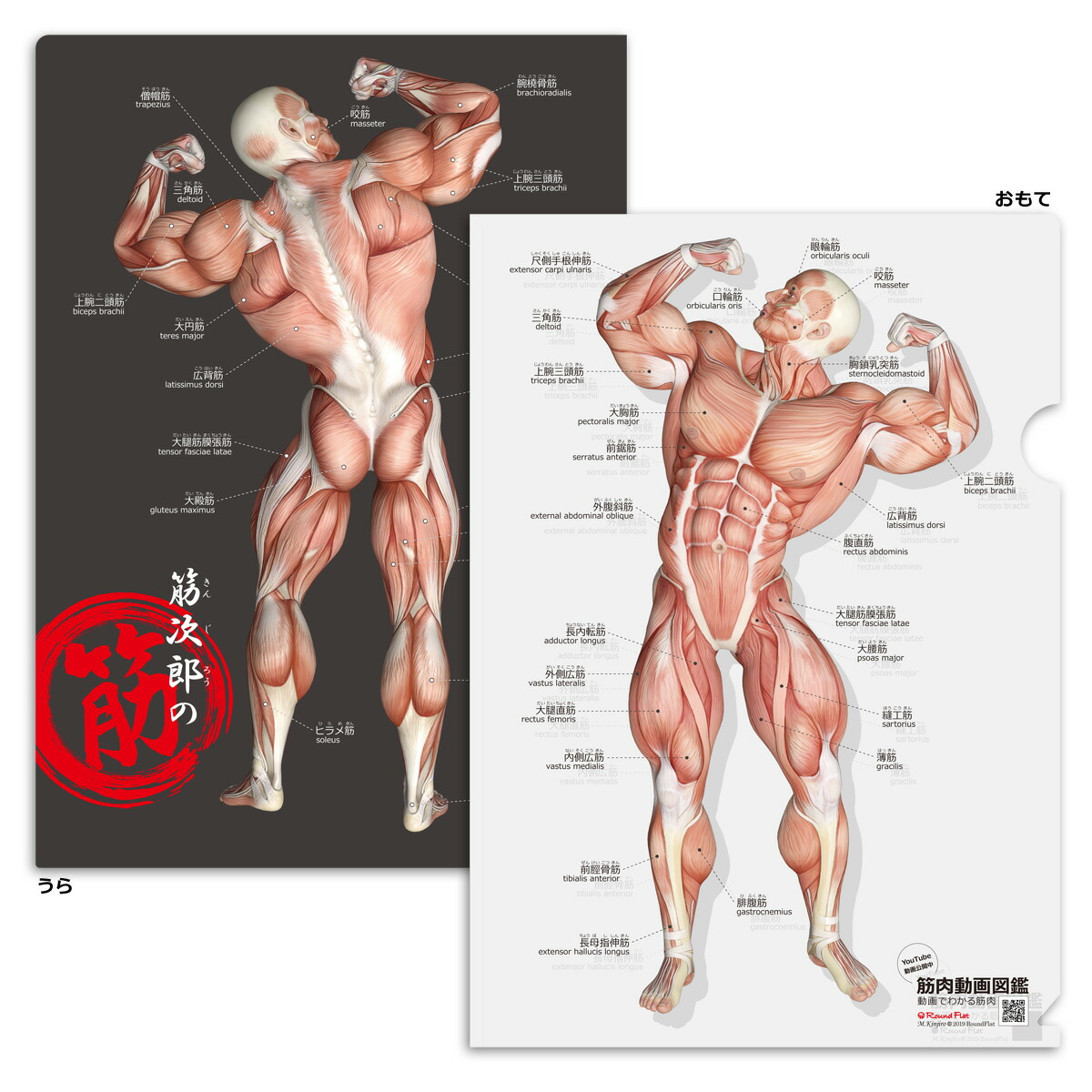 楽天市場】人体 名前 下敷き 「筋肉（改訂版）＆骨と関節 人体
