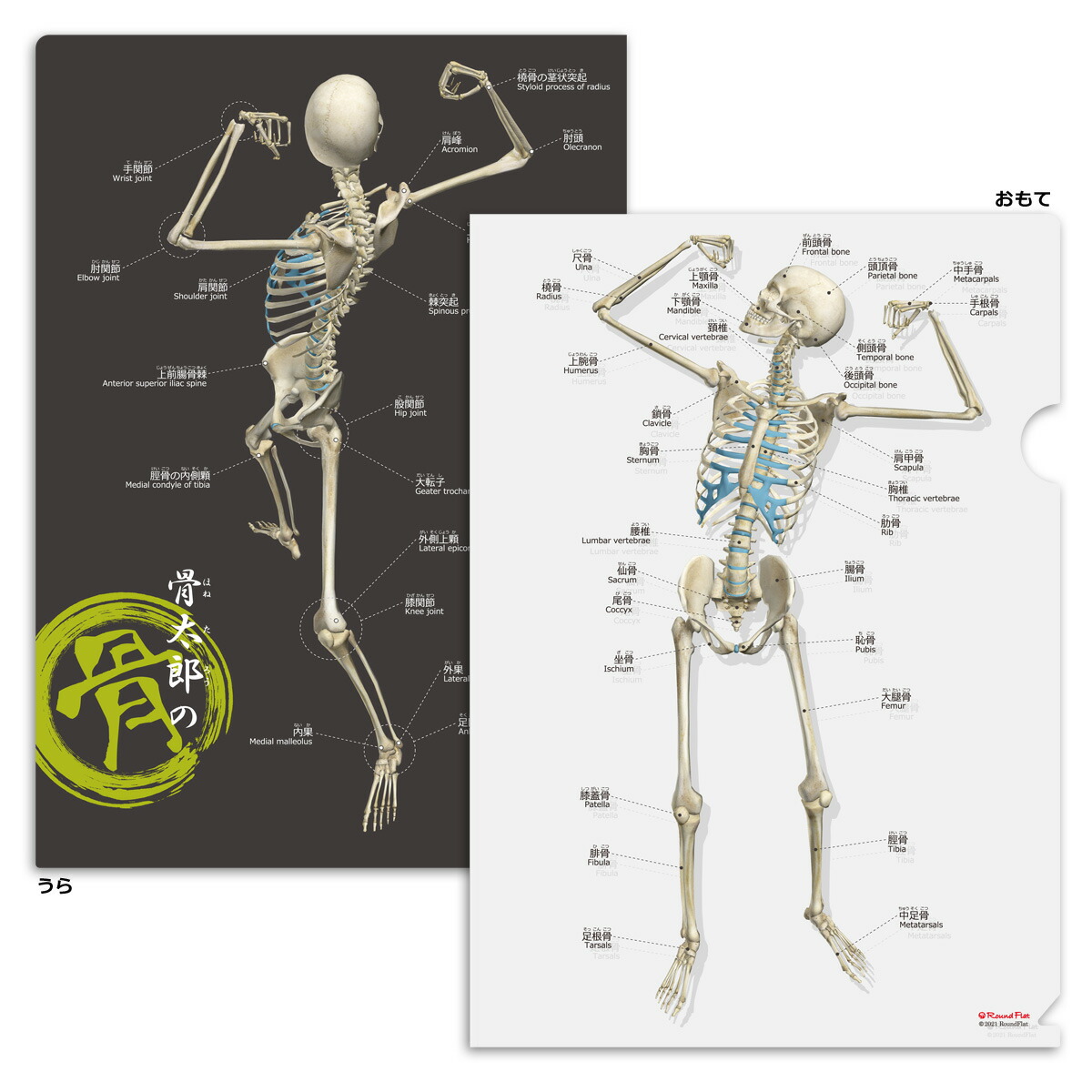 楽天市場】クリアファイル 骨 「骨太郎の骨 クリアファイル」 A４サイズ フルカラー 両面デザイン 解剖学 名称 名前 ふりがな付 送料無料 : 筋肉家