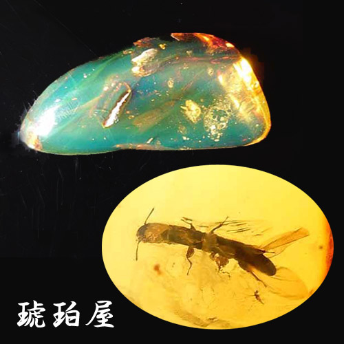 【動画あり】化石 虫入り琥珀原石 ルース キクイムシ チャタテムシ多数 ブルーアンバーを彷彿 レッドアンバー レインボー メキシコ産 雫型 ティアドロップ 一点物 琥珀屋 No 3075 送料無料 未処理石 標本 天然石