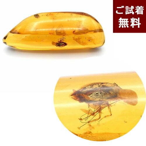 楽天市場】琥珀 こはく 虫入り バルト海沿岸 ドミニカ共和国
